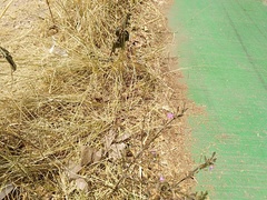 Dicliptera peduncularis