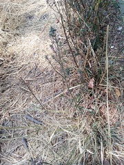 Dicliptera peduncularis