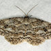 Small Engrailed - Photo (c) Vlad Proklov, some rights reserved (CC BY-NC)