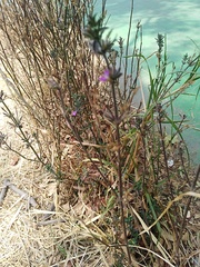 Dicliptera peduncularis