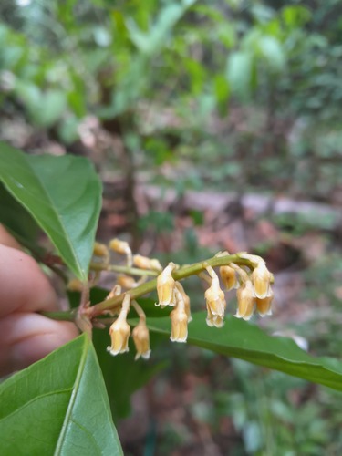 Rinorea pubiflora