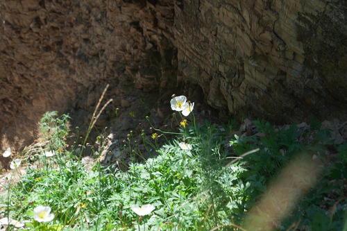 Papaver jacuticum