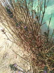 Dicliptera peduncularis