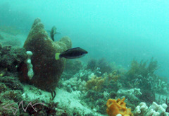 Cirrhilabrus punctatus