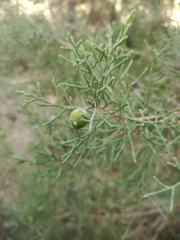 Cupressaceae