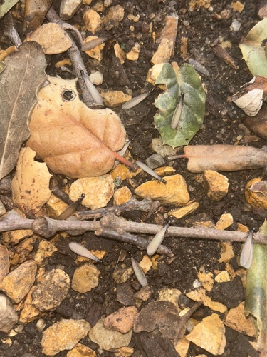 Western Subterranean Termite photo 4
