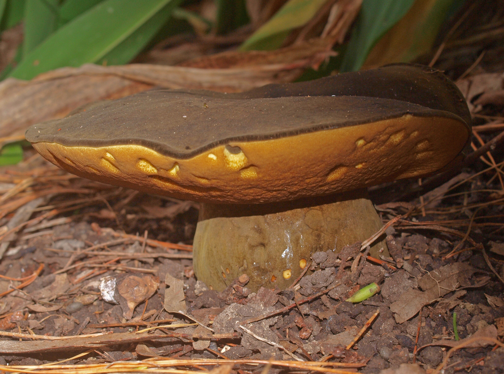 Boletinellaceae
