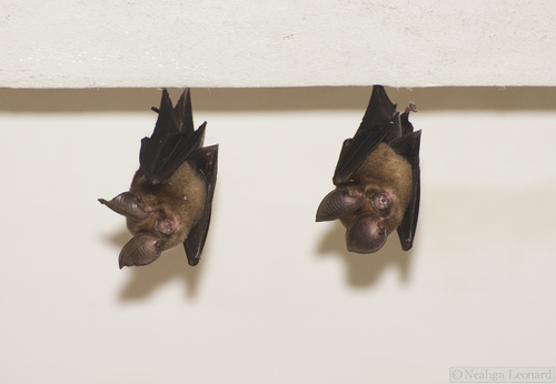 Phou Khao Khouay Roundleaf Bat (Hipposideros khaokhouayensis) — Vulnerable Mammalia