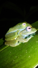 Boophis elenae