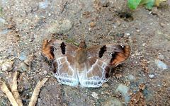 Odontoptilum angulata