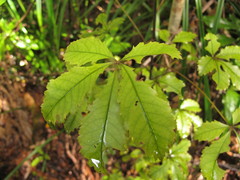 Pseudopanax discolor