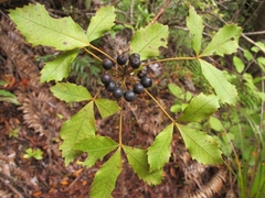 Pseudopanax discolor