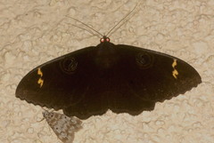 Erebus hieroglyphica