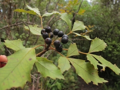 Pseudopanax discolor