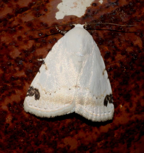 Sphragifera rejecta