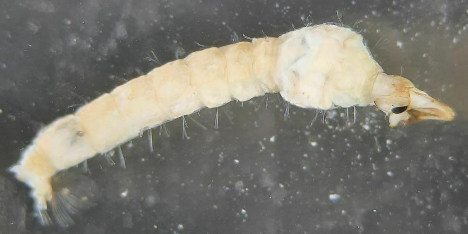 Chaoborus obscuripes