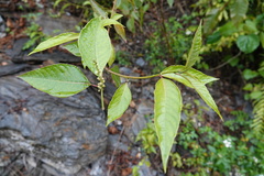Deeringia polysperma
