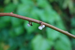 Deeringia polysperma