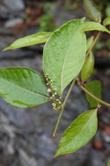 Deeringia polysperma