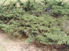 Juniperus monticola