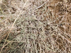 Aeluropus lagopoides