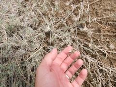 Aeluropus lagopoides