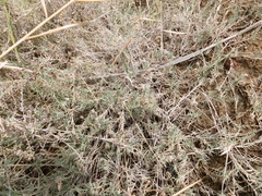 Aeluropus lagopoides