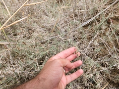 Aeluropus lagopoides