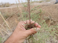 Tamarix nilotica