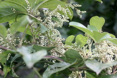 Dioscorea pentaphylla