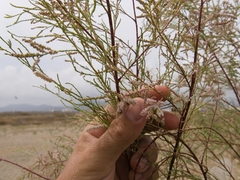 Tamarix nilotica