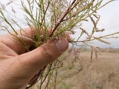 Tamarix nilotica