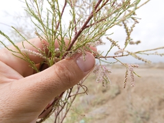 Tamarix nilotica