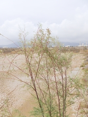 Tamarix nilotica
