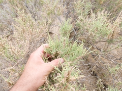 Halocnemum strobilaceum