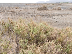 Halocnemum strobilaceum