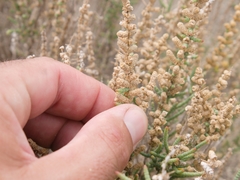 Halocnemum strobilaceum