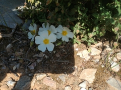 Cistaceae