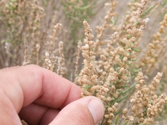 Halocnemum strobilaceum