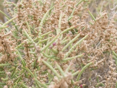 Halocnemum strobilaceum