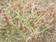 Halocnemum strobilaceum
