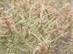 Halocnemum strobilaceum