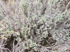 Aeluropus lagopoides