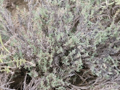 Aeluropus lagopoides