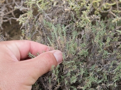 Aeluropus lagopoides