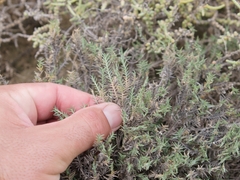 Aeluropus lagopoides