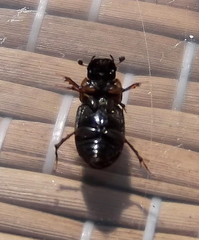 Melinopterus