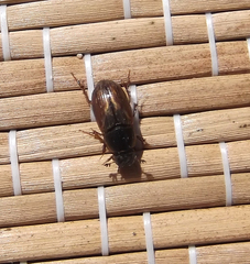 Melinopterus