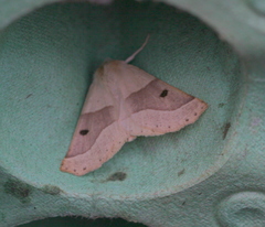 Crocallis elinguaria