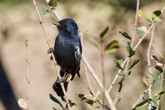 Melaniparus niger ravidus